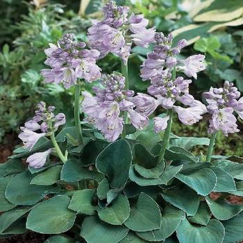 Хоста Hosta ‘Blue Mouse Ears’